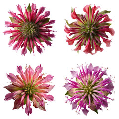 Bee Balm Flower, Red, White, Top View