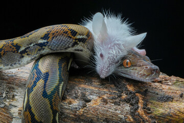 close up of a python