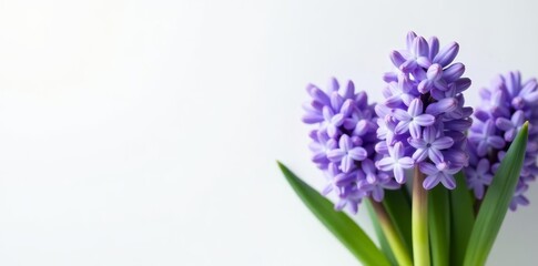 Fototapeta premium Minimalist composition of fresh hyacinth blossoms against a backdrop of white, isolated, elegant, contrast