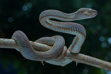 snake on a black background
