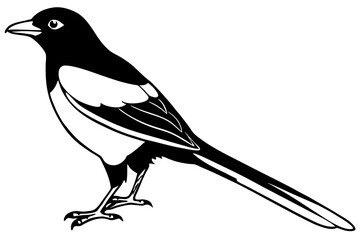 Elegant Magpie Line Art
