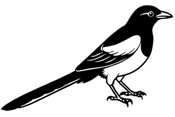 Elegant Magpie Line Art