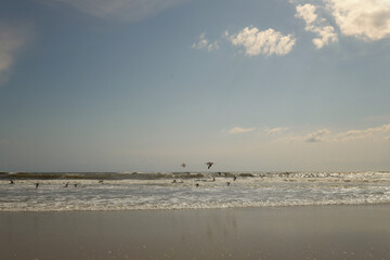 Flock of white birds flying along Cape Hatteras National Seashor