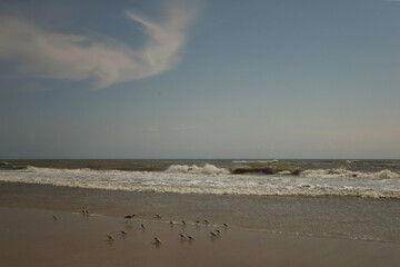 Flock of Sand Pipers digging in sand Cape Hatteras National Seas