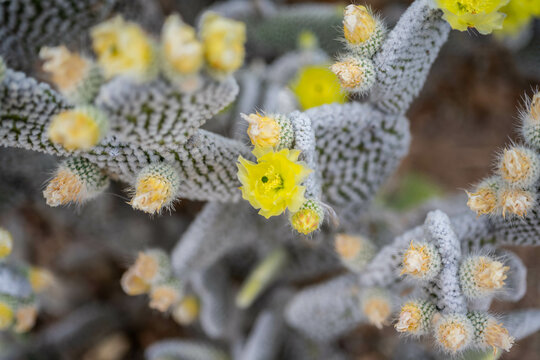 A flowering cactus in Tucson, Arizona