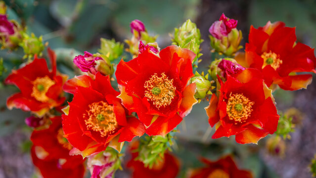 A flowering cactus in Tucson, Arizona