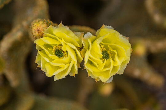 A flowering cactus in Tucson, Arizona