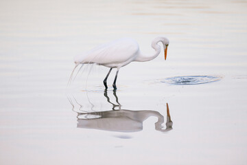 Great Heron Fishing in a Pond