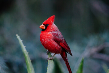 Male Northern Cardinal on Agave