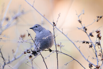 Townsend's Solitaire on a Branch