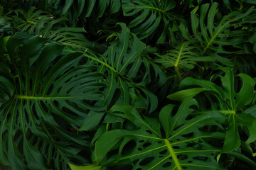 Monstera Deliciosa Lush Green Foliage with Tropical Elegance