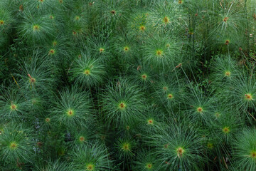 Dense Papyrus Plant Cluster in Natural Wetland Habitat