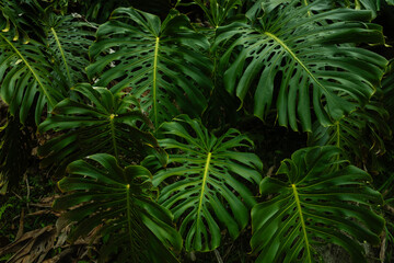 Tropical Monstera Leaves in Natural Forest Setting