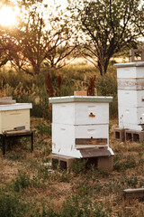 Urban farm white bee boxes for beekeeping sitting in grass at dusk
