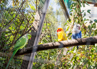 budgies sitting on a tree branch
