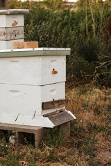 Urban farm wooden white bee boxes for beekeeping sitting in grass