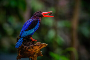 Javan Kingfisher spotted in Yogyakarta
