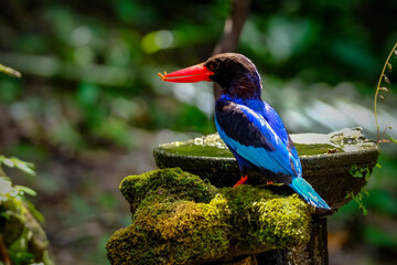 Javan Kingfisher spotted in Yogyakarta