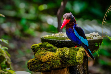 Javan Kingfisher spotted in Yogyakarta