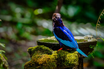 Javan Kingfisher spotted in Yogyakarta
