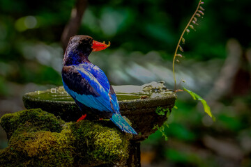 Javan Kingfisher spotted in Yogyakarta