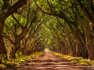 Louisiana oak tree alley with dirt road
