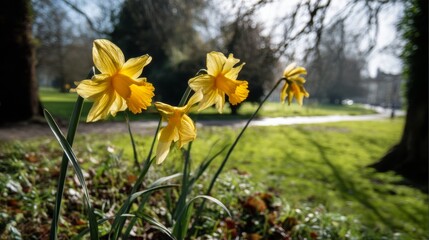 Obraz premium three daffodils in the park beautiful sunny day