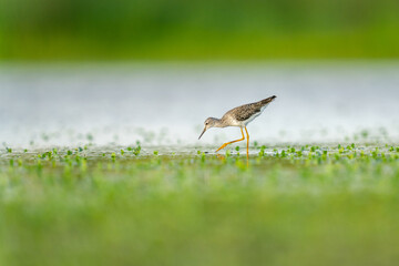 Wading Bird in Wetland Landscape Captured in Clear Focus with Ge
