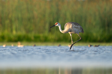 Sandhill Crane Wading in a Wetland During a Serene Morning