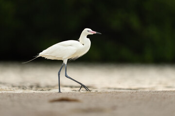 White Morph Reddish Egret Walking Gracefully Along a Coastal Sho