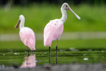 Roseate Spoonbills Standing Gracefully in a Green Natural Wetlan