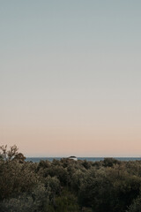 Olive grove stretches toward the sea on the Albanian coast