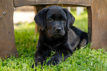 An adorable Black Labrador puppy is comfortably relaxing in the soft grass beneath a table
