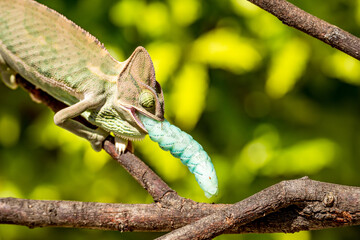 Close-up of The Veiled Chameleon (Chamaeleo calyptratus) eats a blue caterpillar (Manduca sexta)	
