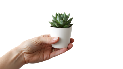 Succulent plant in hand small potted plant indoor gardening minimal home decor plant care tips and information on transparent background