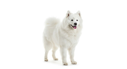 White Samoyed Dog Posing on a Plain Background Looking Cheerful