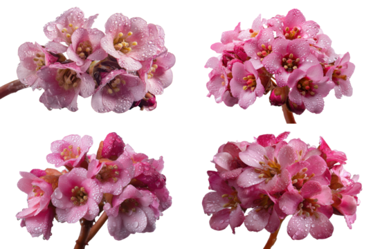 Bergenia Flower Cluster, Pink Petals, Raindrops