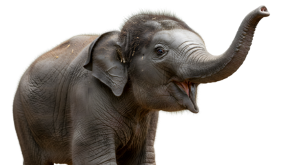 Asian elephant calf with trunk up close up portrait wildlife animal photography zoo animal baby elephant on transparent background