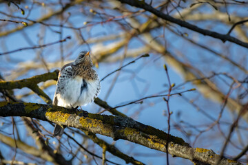 Fieldfare (Turdus pilaris). Small wild bird on a branch