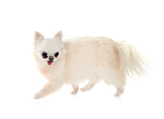 Obraz premium chihuahua in studio