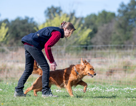 obedience training with a golden retriever - Powered by Adobe