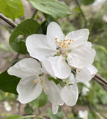 Spring apple blossom. The flower has opened its massive large petals wide to the sun. The beauty of...
