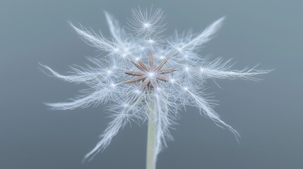 Close-up of a dandelion seed head.  Delicate, fluffy seed plumes radiate from a central brown seed pod