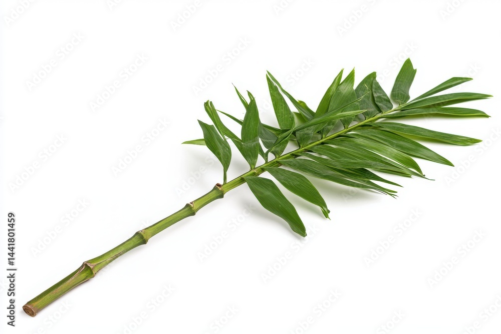 Aufkleber isolated green bamboo branch with leaves on a white background in a studio setting view from above