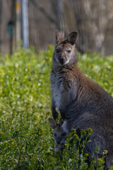 a Bennet wallabie with young in pouch