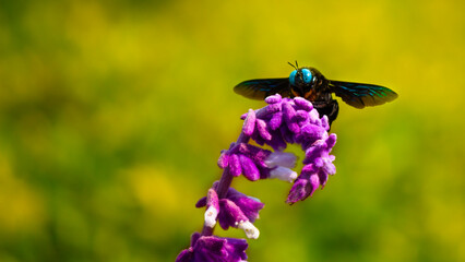Carpenter bee on vibrant flower