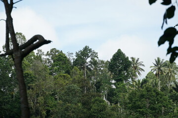Exploring the lush green forests of nature tropical environment landscape photography serene viewpoint ecosystem harmony