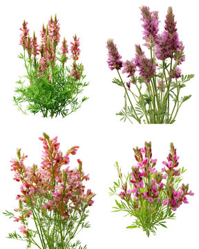 Sainfoin Cluster, White Background