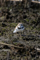 beautiful little ringed plover (Charadrius dubius)in paddyfields area
