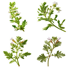 Eyebright Stem, White Background